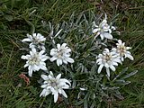 DSCN6477.JPG