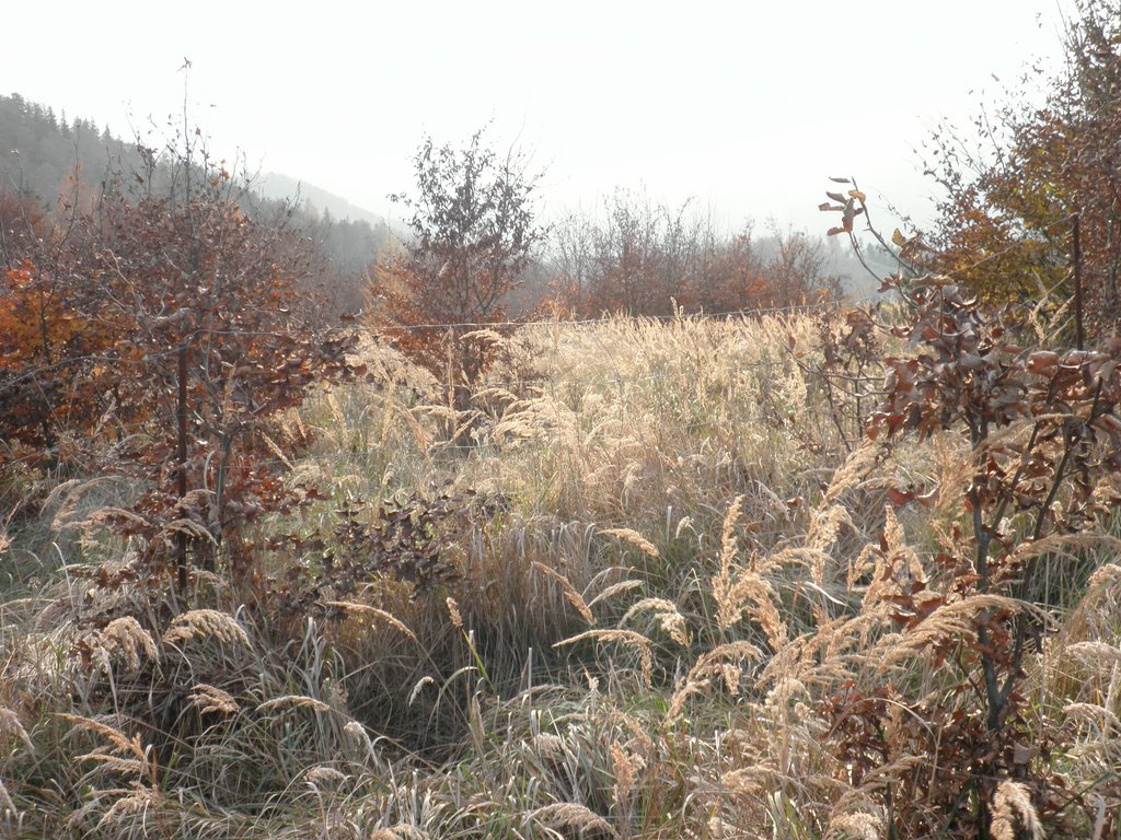 PB150032.JPG