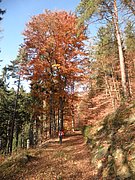 PB150005.JPG