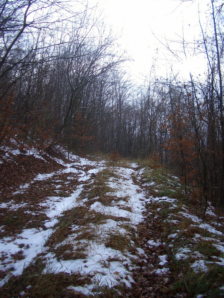 CIMG3341.JPG