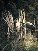 P9170014.JPG