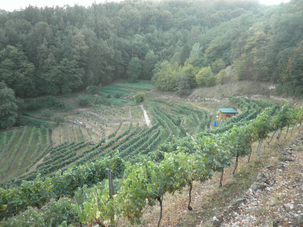 P9150149.JPG