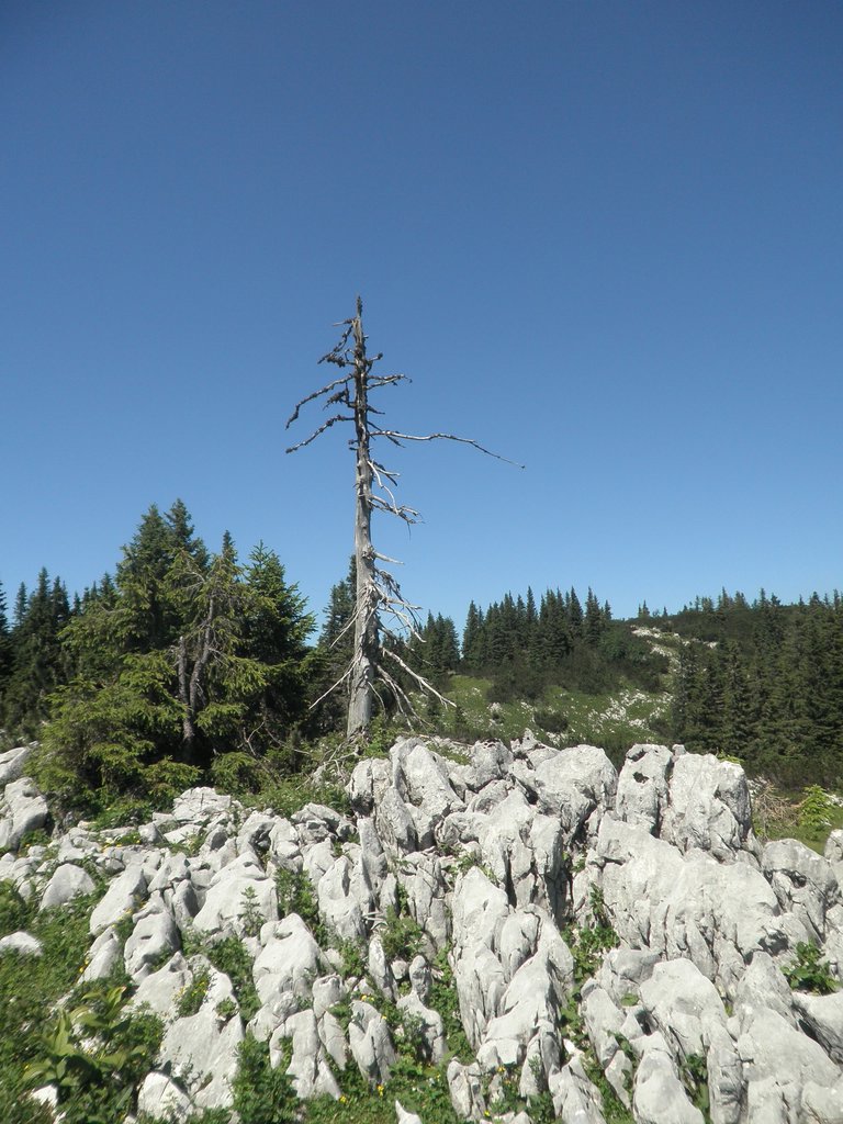 P7100203.JPG