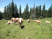 P7100188.JPG
