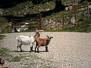 P7100194.JPG