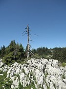 P7100203.JPG