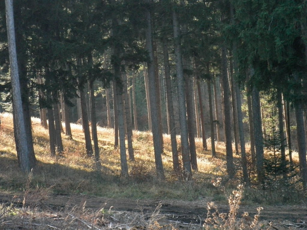 PB210104.JPG