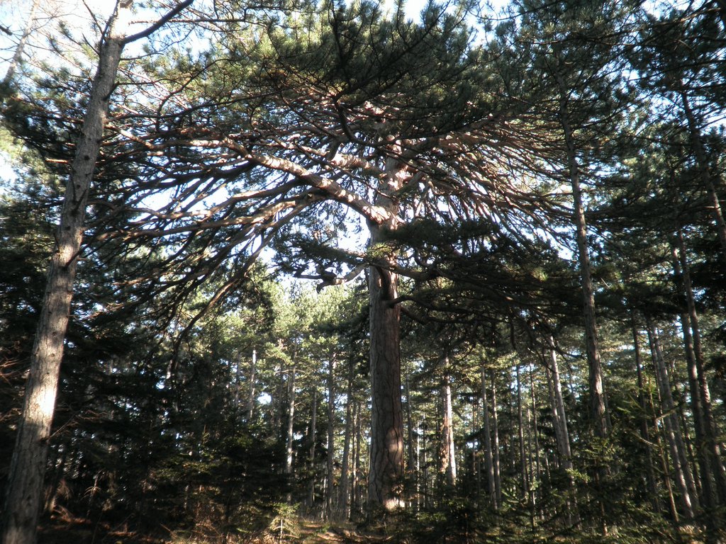 PB210110.JPG