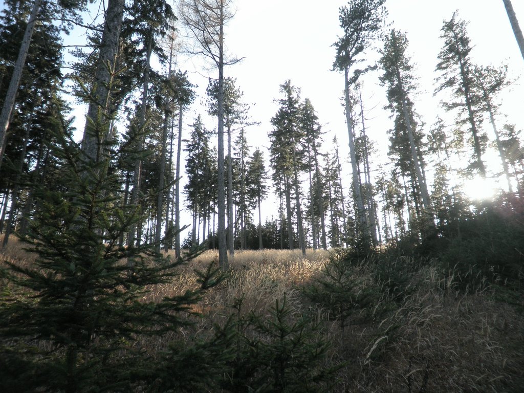 PB210116.JPG