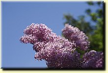 _IMG0816.JPG