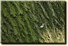 _IMG0870.JPG