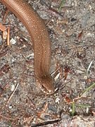 P5220010.JPG