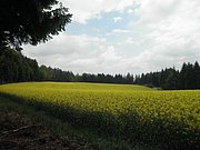 P5220024.JPG