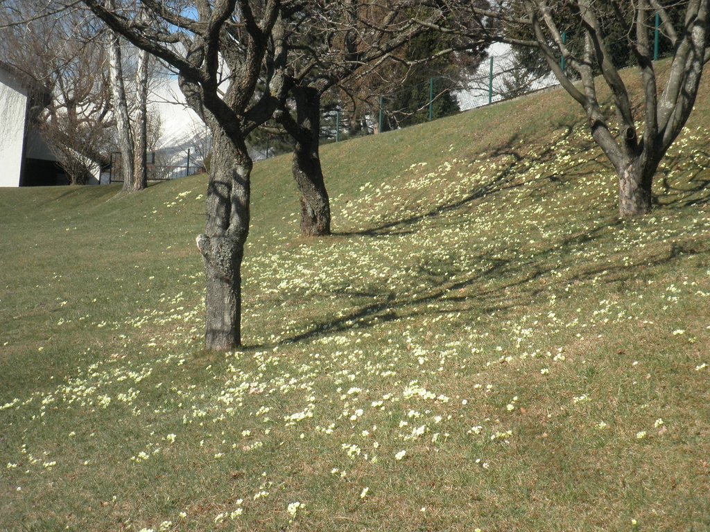 P3200005.JPG
