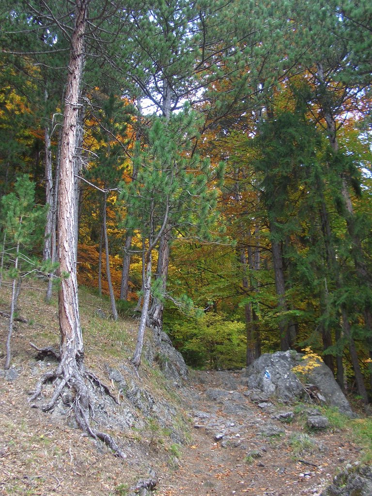 CIMG2744.JPG