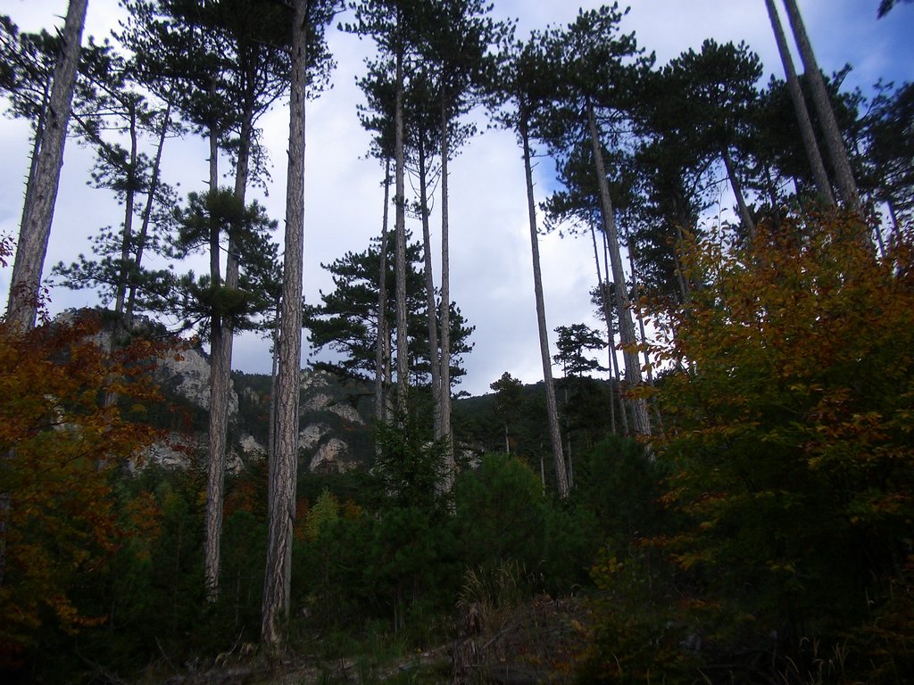 CIMG2822.JPG
