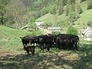 P5140004.JPG