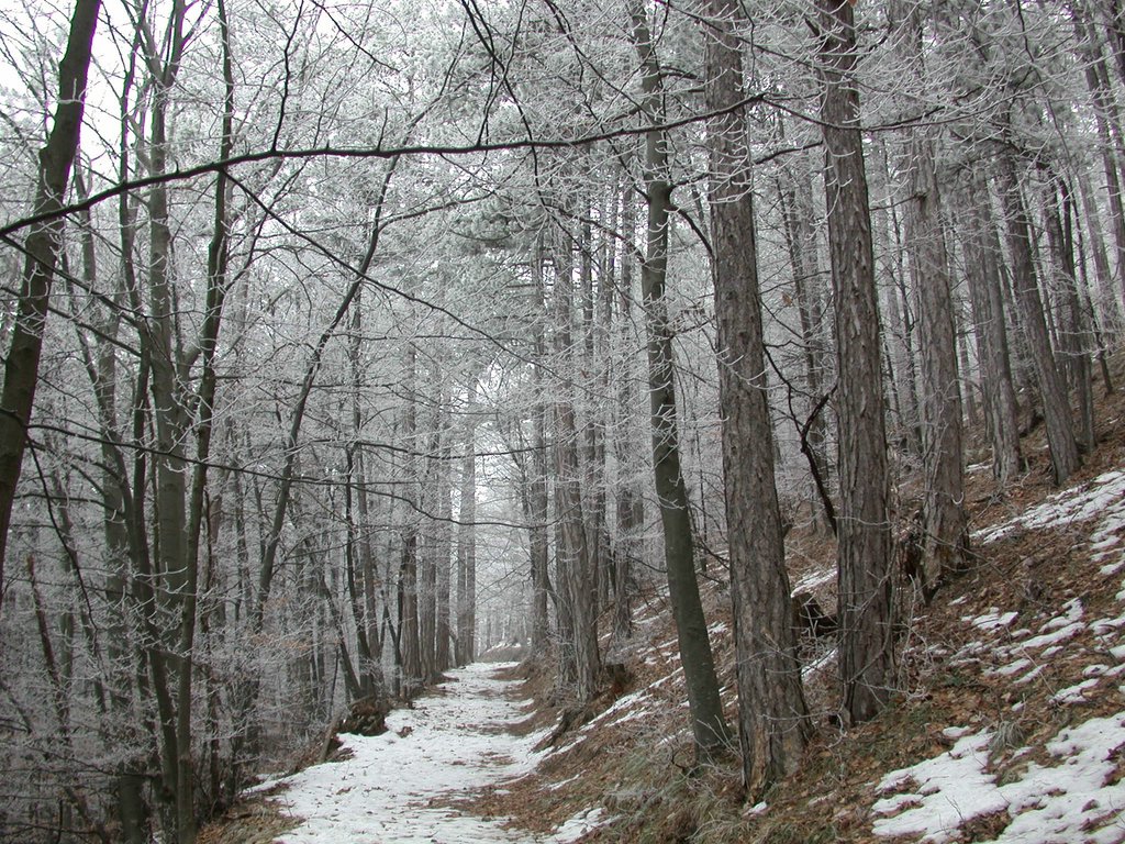 DSCN4251.JPG