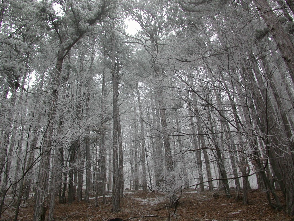 DSCN4253.JPG