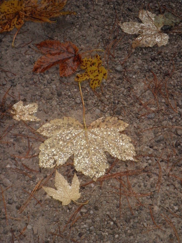 PA170144.JPG