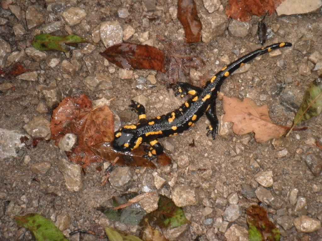 PA170147.JPG