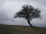 P1150008.JPG