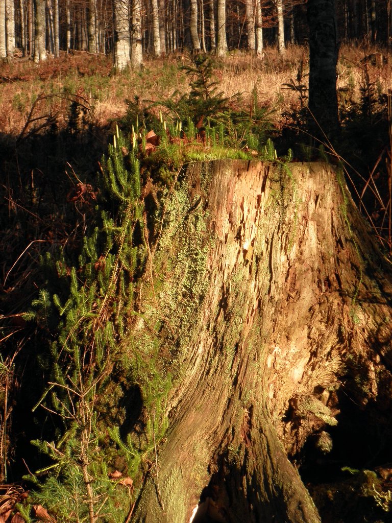 PB130079.JPG