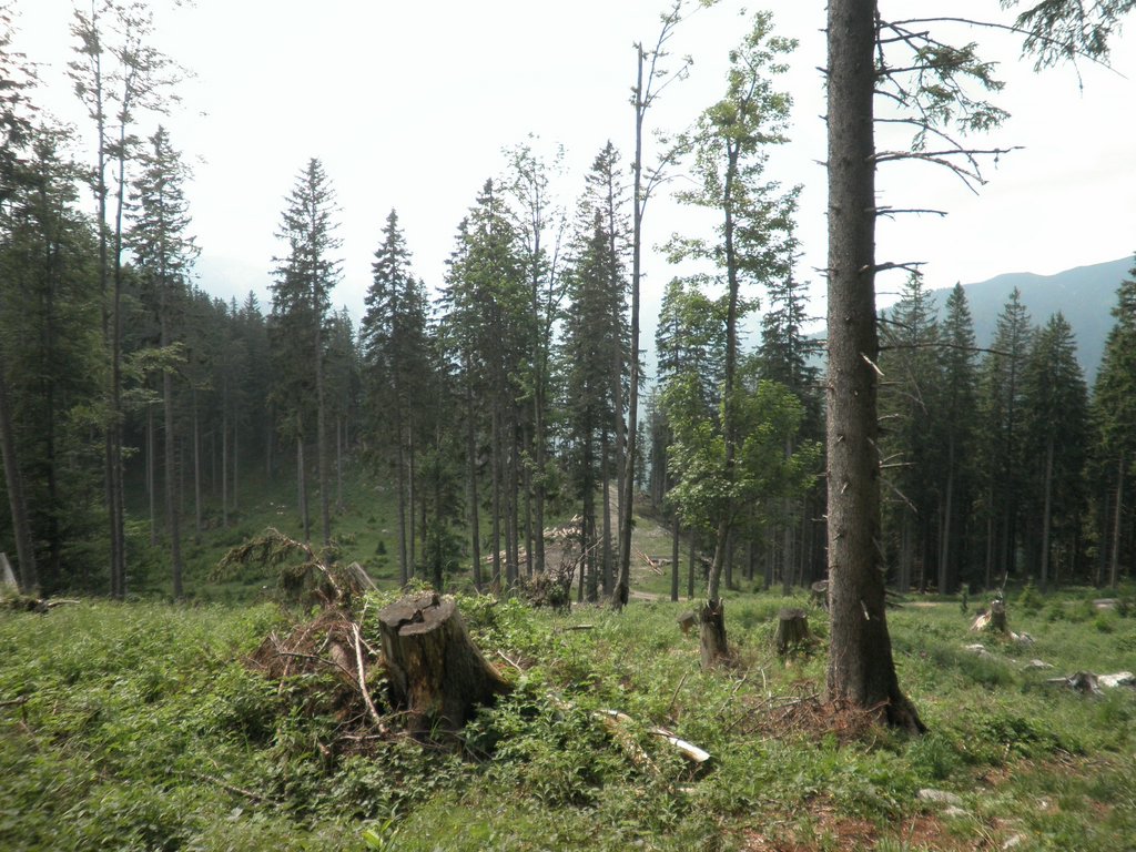 P7040030.JPG