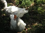 P8150016.JPG