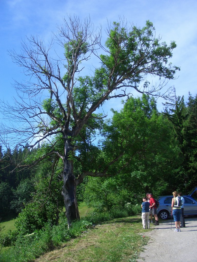 CIMG5424.JPG
