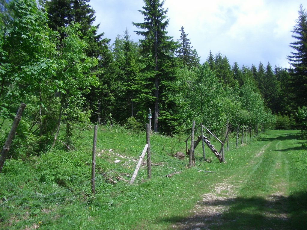 CIMG5291.JPG
