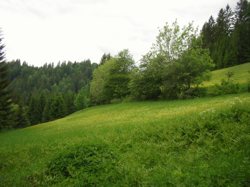 CIMG5313.JPG