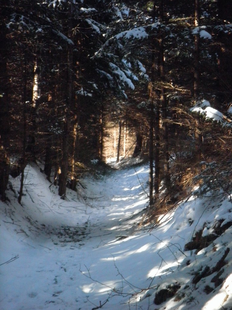 P1290031.JPG