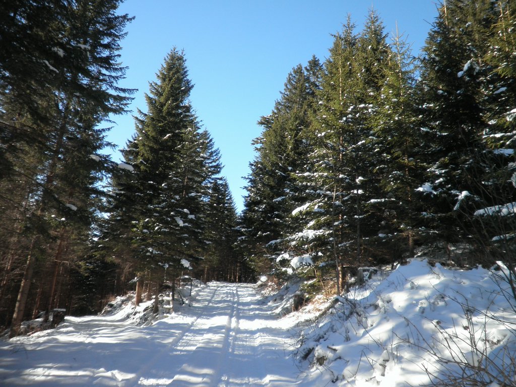 P1290037.JPG