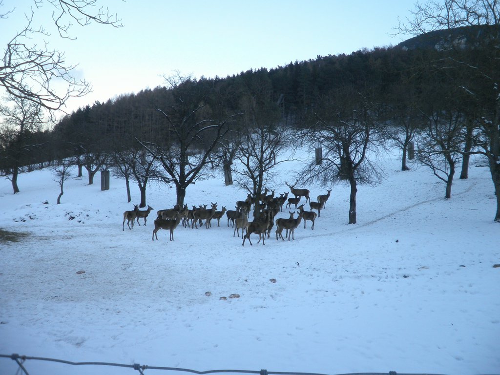 P1030087.JPG