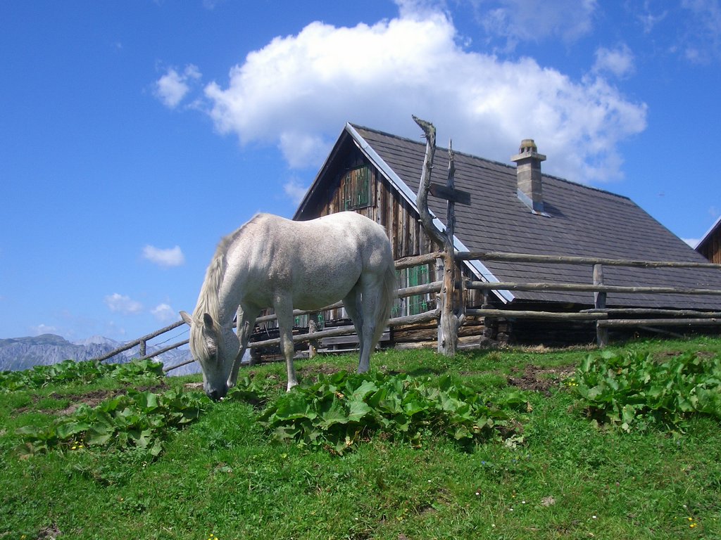 CIMG7106.JPG
