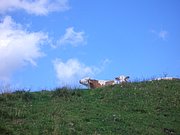 CIMG7122.JPG