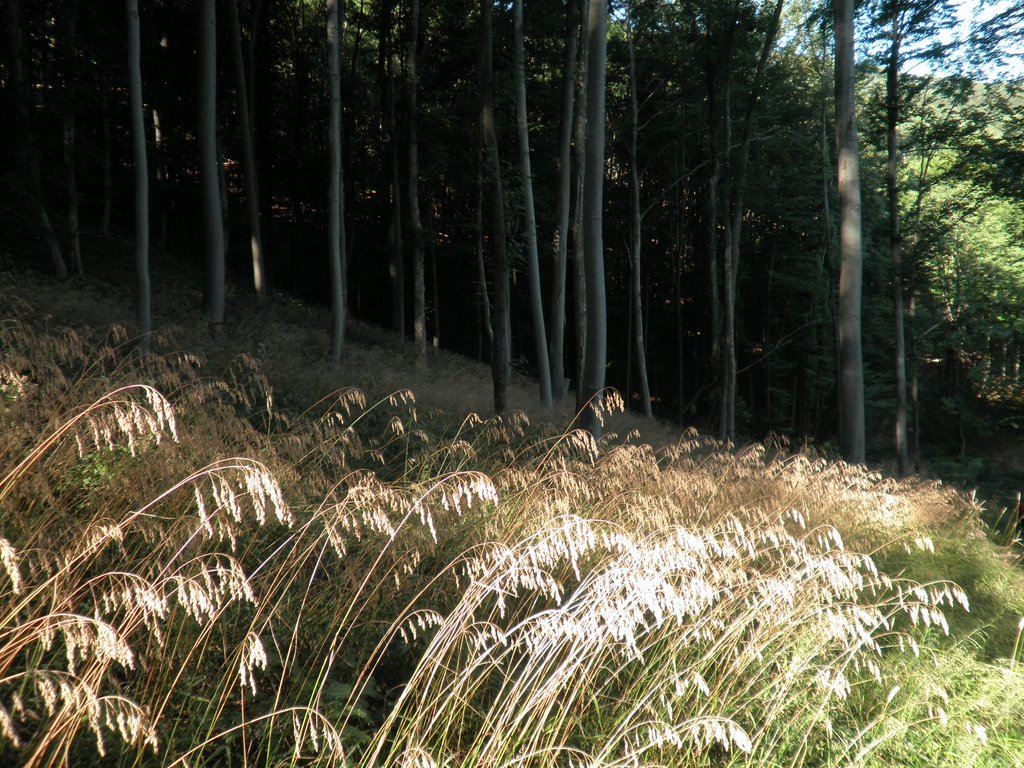 P8210032.JPG