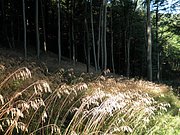 P8210032.JPG