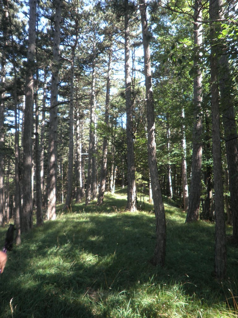 P7090010.JPG