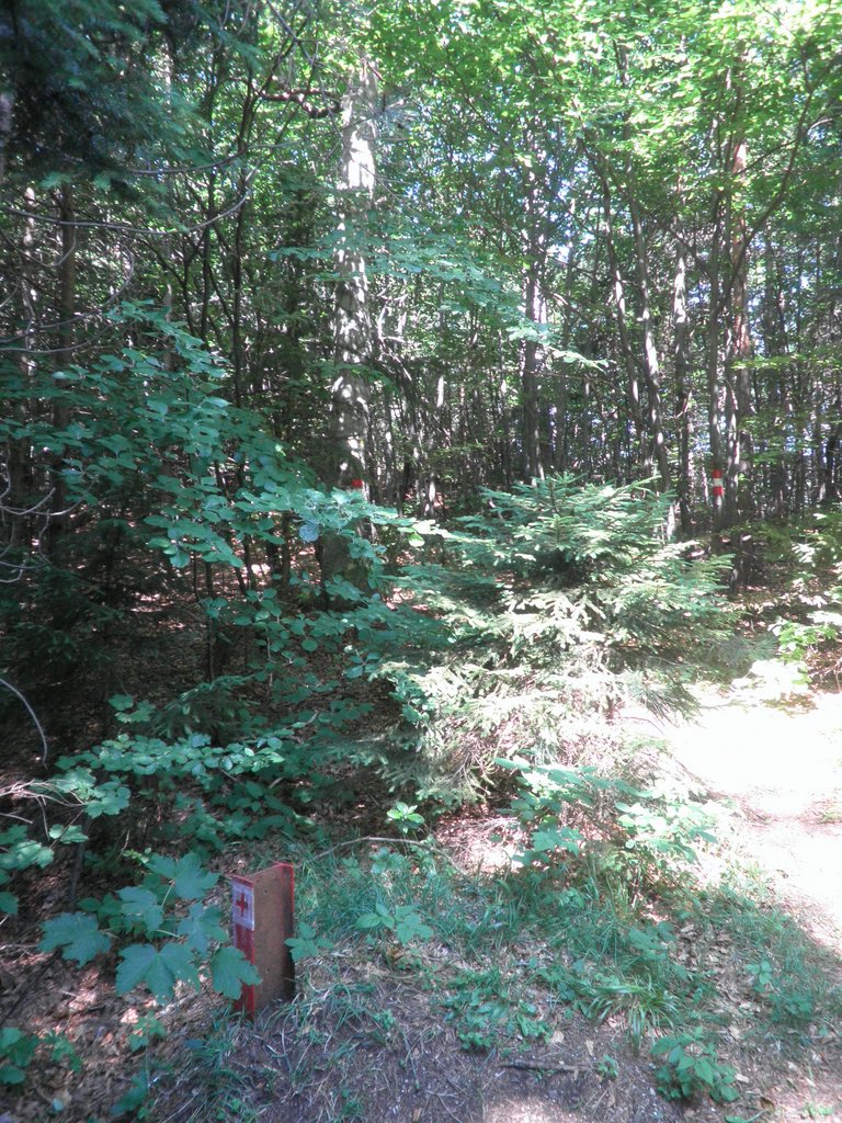 P7090014.JPG