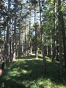 P7090010.JPG