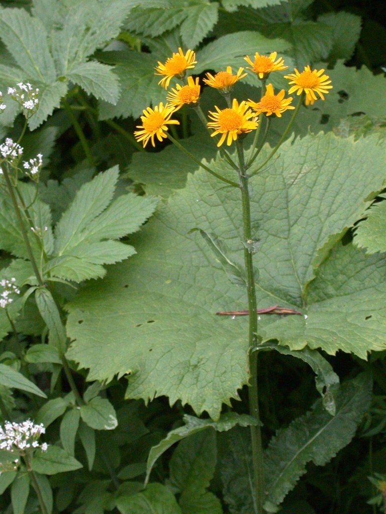 DSCN6714.JPG