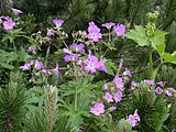 DSCN6713.JPG