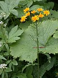 DSCN6714.JPG