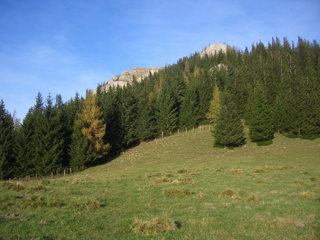 CIMG2951.JPG