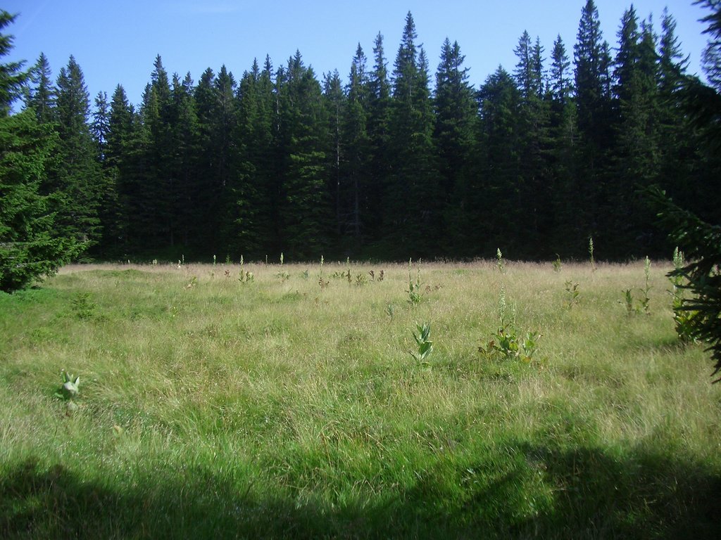 CIMG6477.JPG