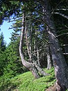 CIMG6367.JPG