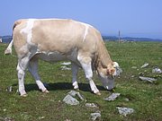 CIMG6424.JPG