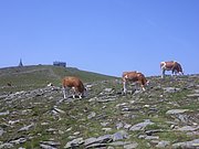 CIMG6435.JPG